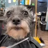 simio_pancho