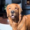 rileythegoldenboy