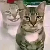 nhincailon._6