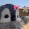 nelly_7010