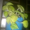 md.arif0947