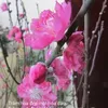 bc.h.nguyn