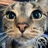 sweet.pea.the.cat