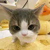 cutehhihi