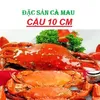 dacsancamau69