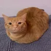 troll_katten