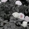 yahoo.com_eveli4