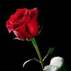 malik.saad847
