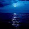 jellyfish_2220