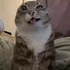 fjfjgigid