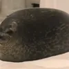 chubbysealll