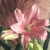 amins_love1