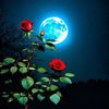 user8560072603695