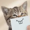 katzentaxifahrer