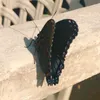 aa3__1