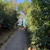 gian_536