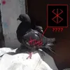 weryyyssw