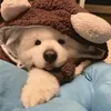 dozyproxy