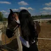 jojo_ah5
