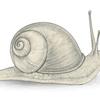 thesnail970