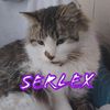 serlex.rl