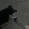 hellooooo_kitttttty
