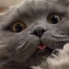 lunorasmr