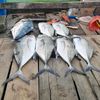 rancong_fishing21