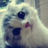 ccupcccakkes