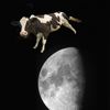 cowonthemooon