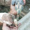 tasikmerpati