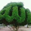 eni.roza
