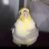 narjisskeshann_