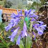 flower.iris7