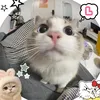 nhincaiconcakhehe