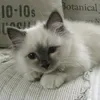 nanny_numa
