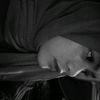 xnll16