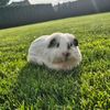 guineapiglovergirl0