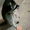 eoari.0
