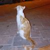 esma_stawberry