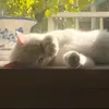 chillzyvibe