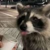 i_am_a_raccoon_00