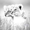 ali.maaz622