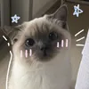 weird_raccoon_writes