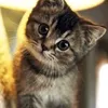 egor_ullu