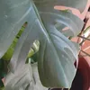 tihana4476