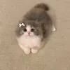 amanygomaa66