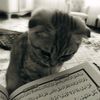 anik3_roma_12