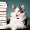 _booksandcats