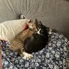 pawsandpurrss12